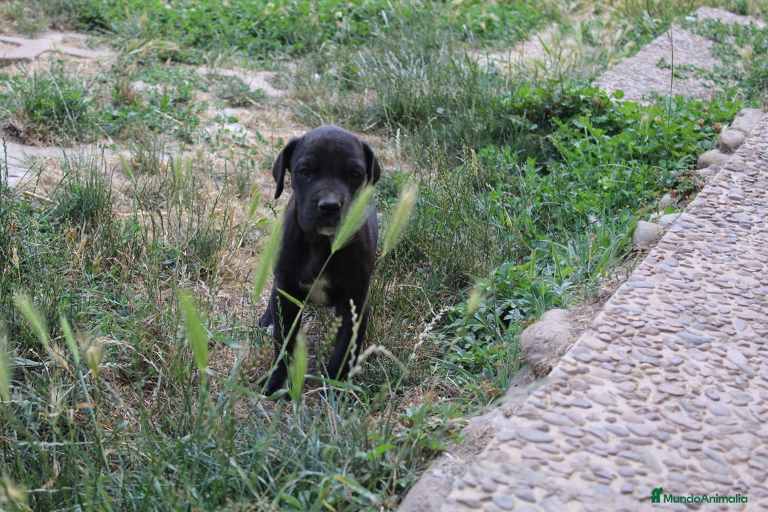 Dogo Alemán perros en venta: Dogo alemán/ gran danés  - Imagen 16