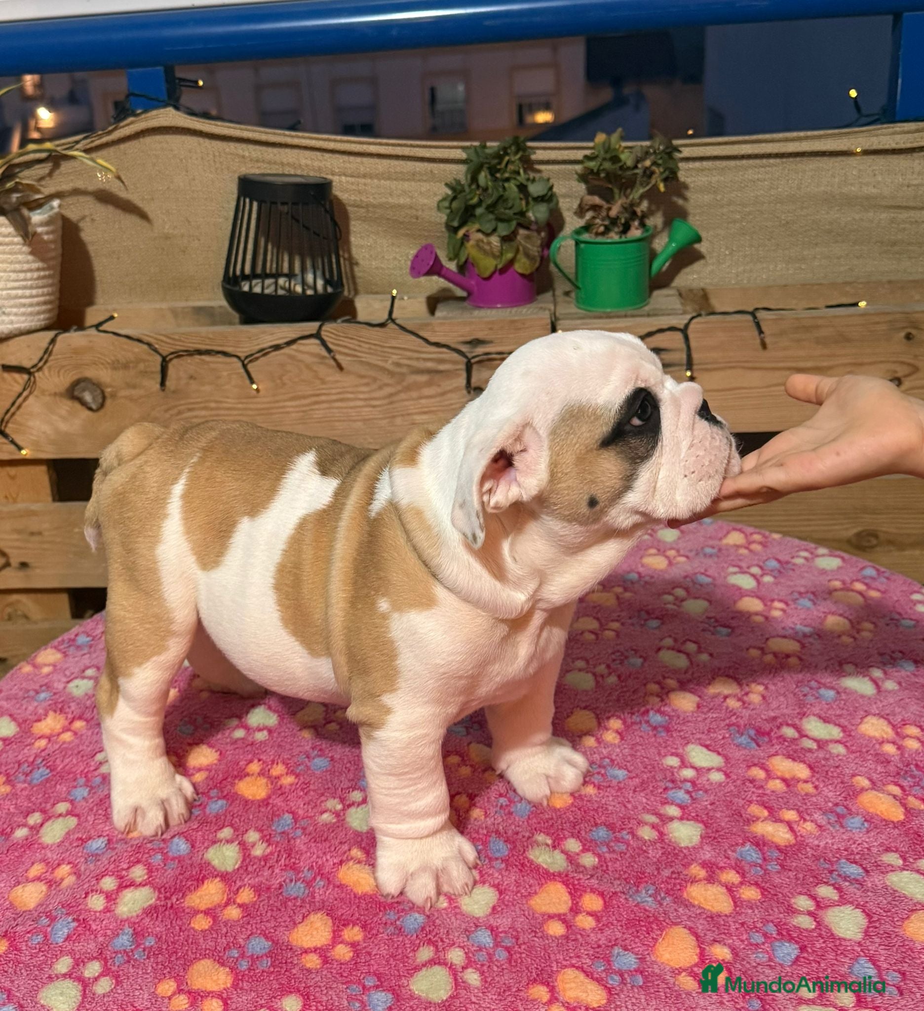 Bulldog Inglés perros Bulldog ingles calidad  - Anuncio 28