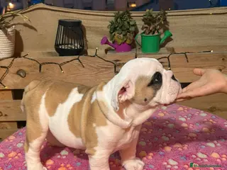 Bulldog Inglés perros Bulldog ingles calidad - Anuncio 28
