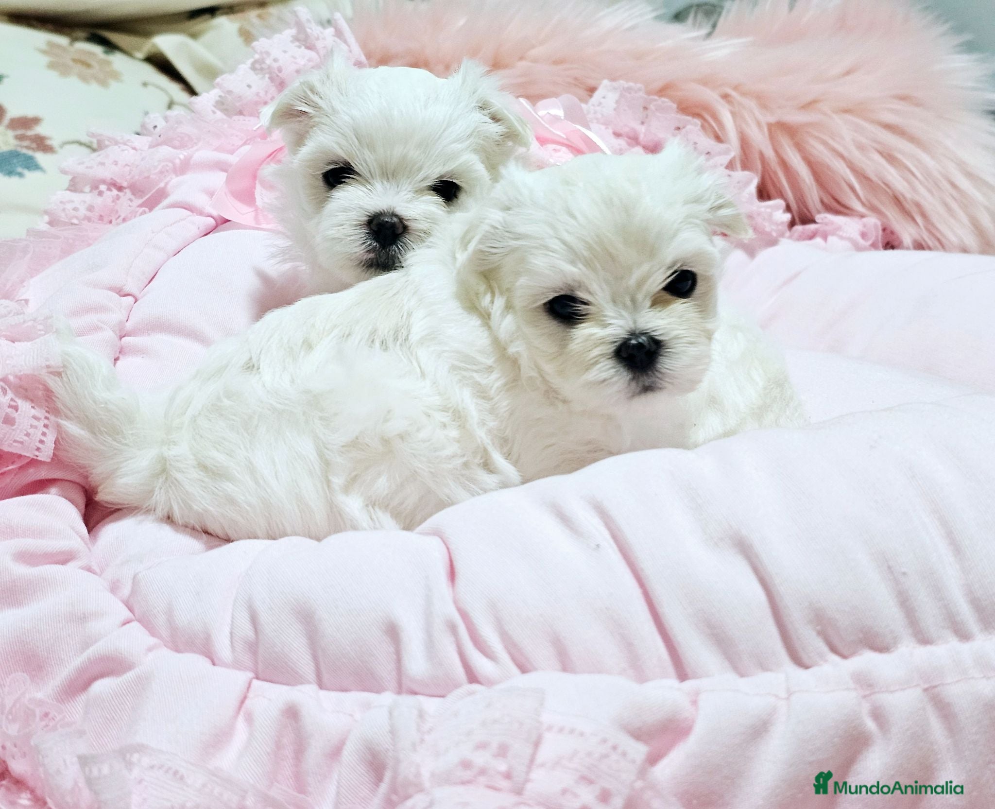 Bichón Maltés perros Bichon maltes coreano miniatura MÁXIMA CALIDAD  - Anuncio 25