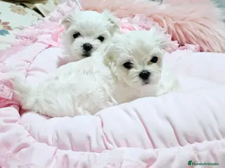 Bichón Maltés perros Bichon maltes coreano miniatura MÁXIMA CALIDAD - Anuncio 25