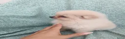 Pomerania perros en venta: Pomerania Toy - Anuncio 4