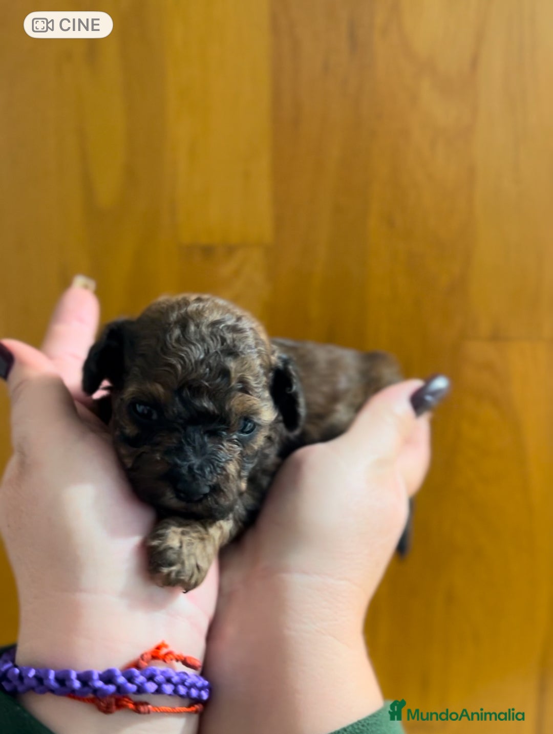 Caniche Toy perros en venta: Caniche toy macho  - Anuncio 1