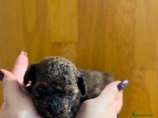 Caniche Toy perros Caniche toy macho - Anuncio 1