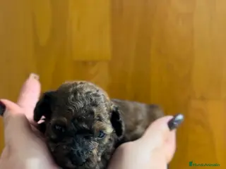 Caniche Toy perros Caniche toy macho - Anuncio 7