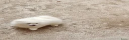 Pomerania perros en venta: OFERTA POMERANIA MACHITO  - Anuncio 1