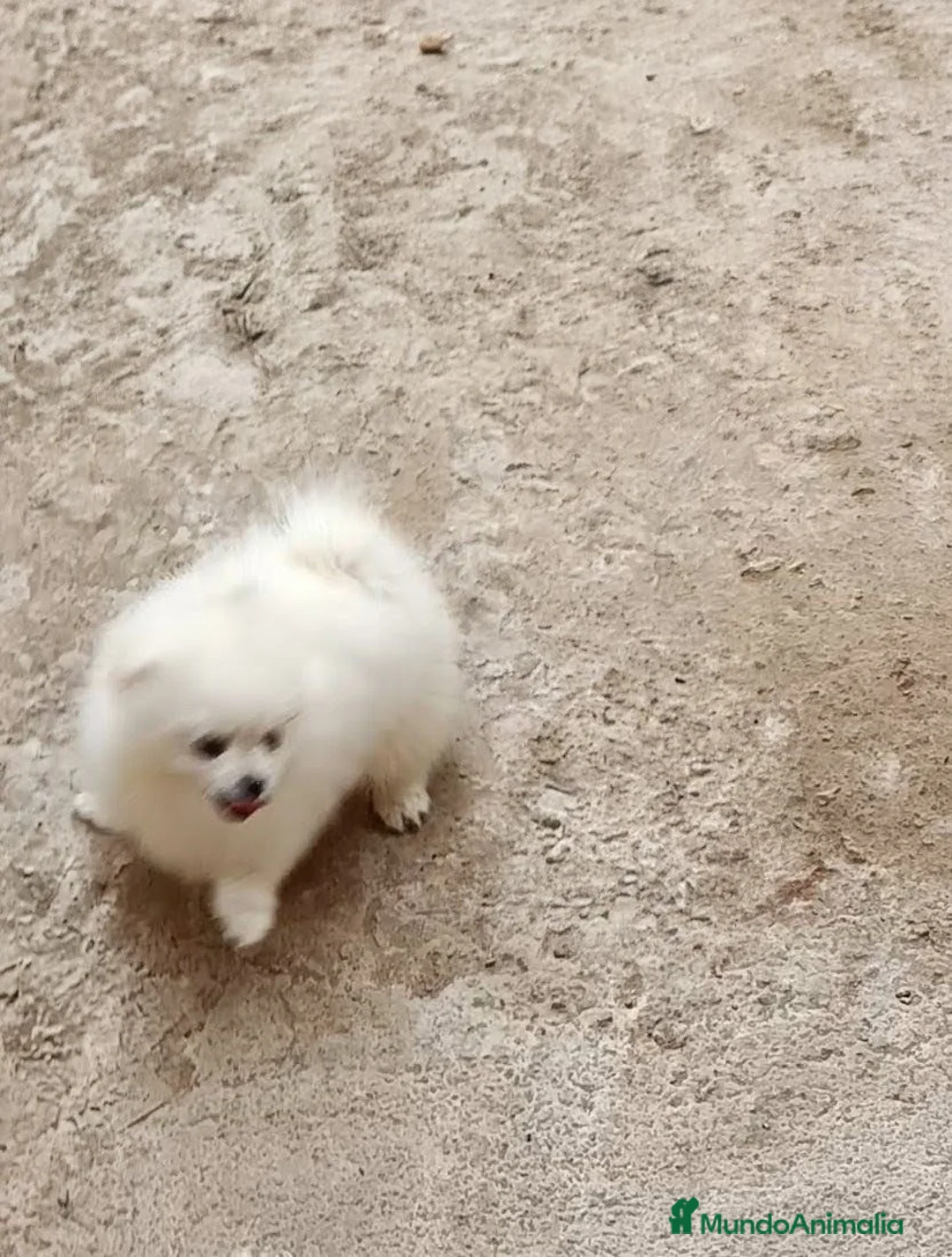 Pomerania perros en venta: OFERTA POMERANIA MACHITO  - Anuncio 1
