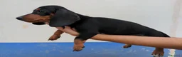 Teckel Miniatura perros en venta: Camada de teckel mini - Anuncio 4