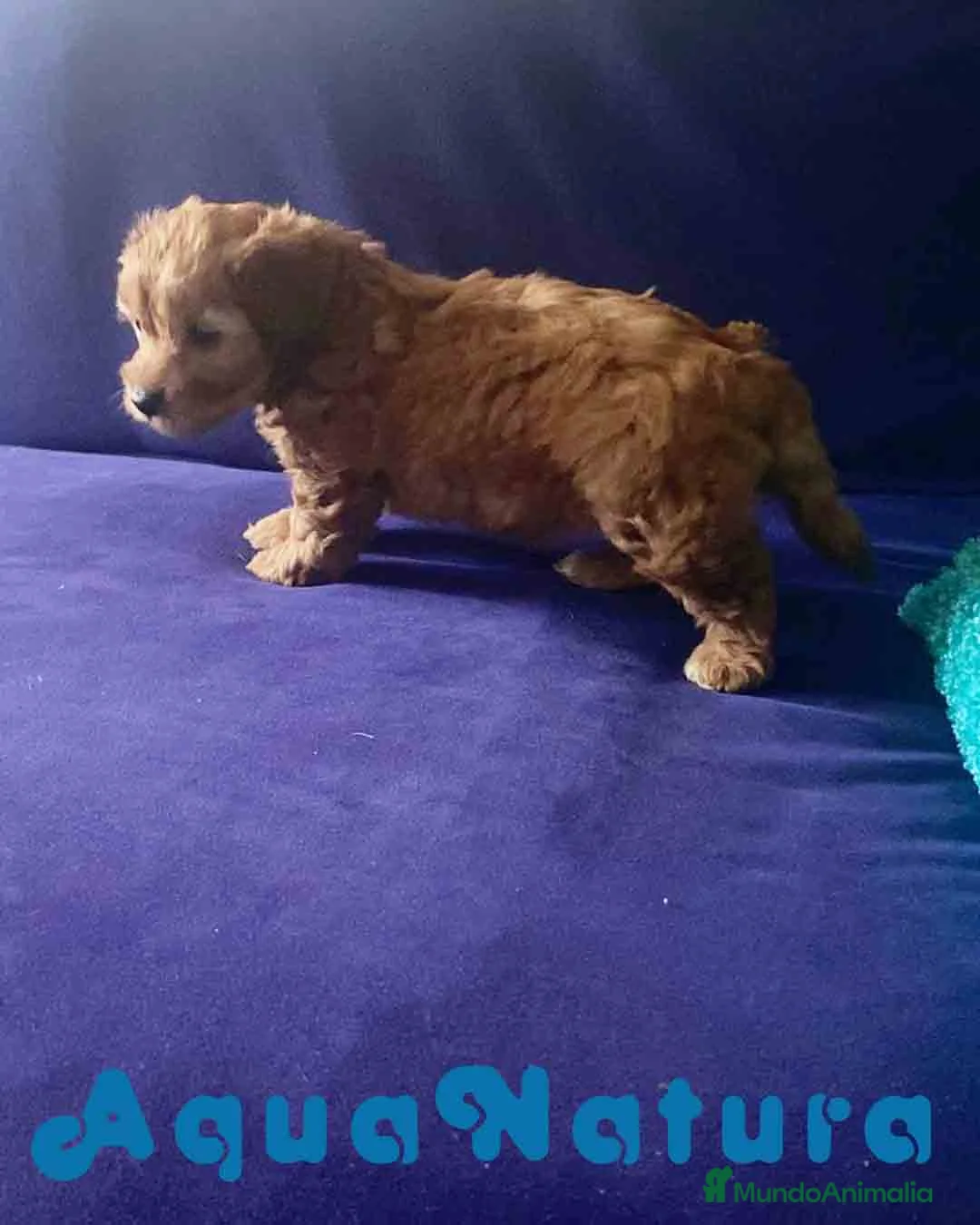 Caniche Enano perros en venta: Havapoo Hembra de Hada - AQUANATURA en Barcelona - Anuncio 4