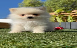 Pomerania perros en venta: POMERANIA MACHO - Imagen 6