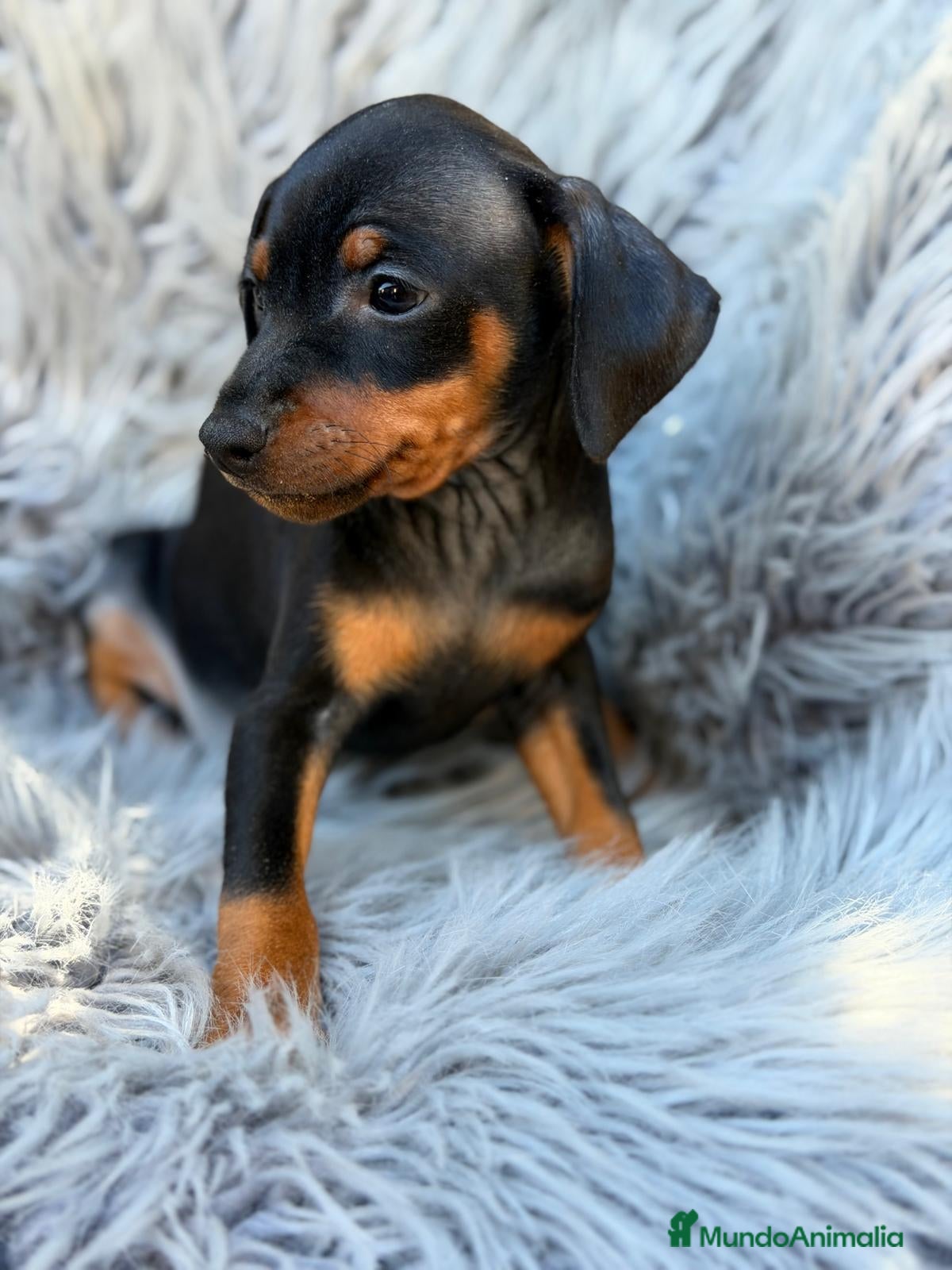 Pinscher Miniatura perros MINI PINCHER NEGRO FUEGO  - Anuncio 4