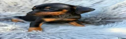 Pinscher Miniatura perros en venta: MINI PINCHER NEGRO FUEGO  - Anuncio 1