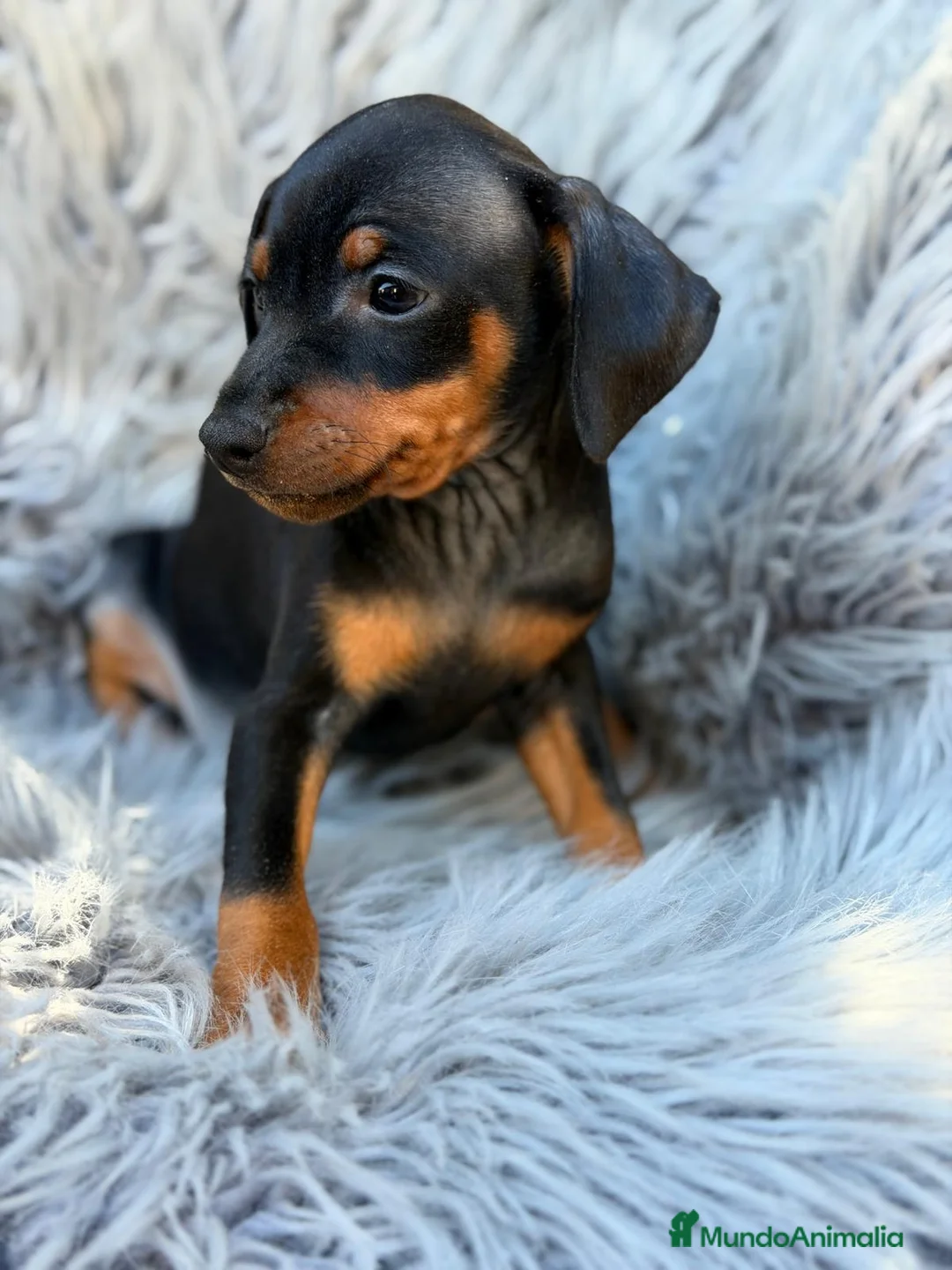Pinscher Miniatura perros en venta: MINI PINCHER NEGRO FUEGO  - Anuncio 1