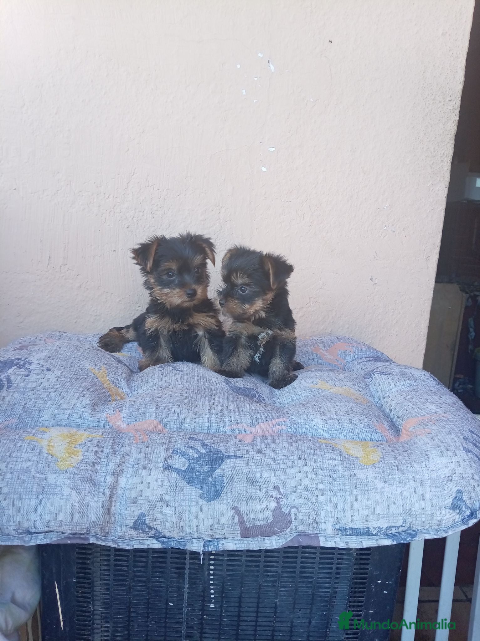 Yorkshire Terrier perros Yorkshire toy - Anuncio 2