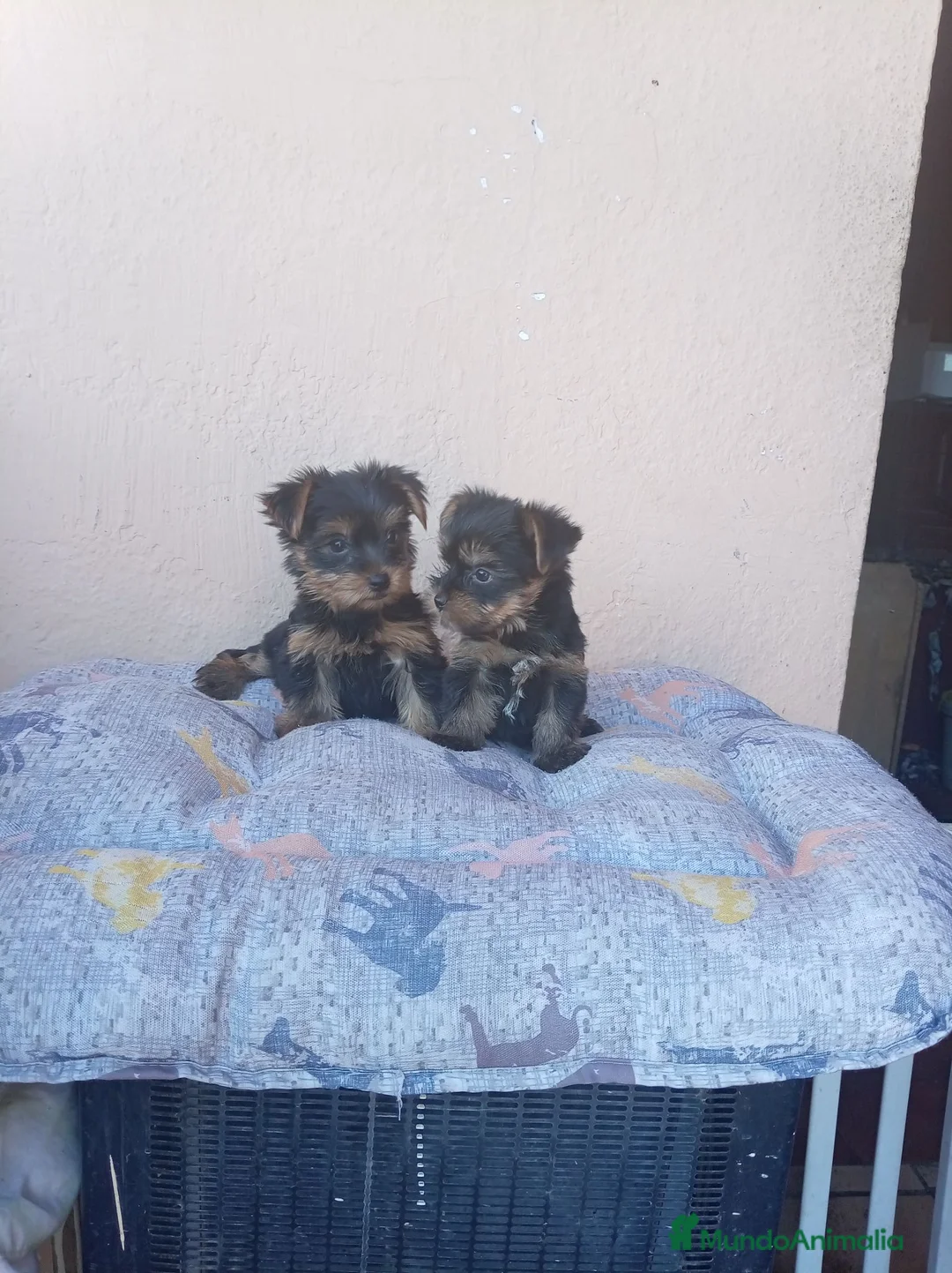 Yorkshire Terrier perros en venta: Yorkshire toy - Anuncio 2