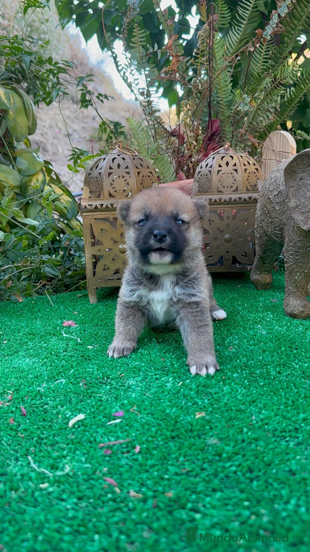 Shiba Inu perros en venta: Shiba Inu preciosos negro y rojos  - Anuncio 7