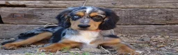 Cocker Spaniel Inglés perros en venta: Cocker merle  - Anuncio 2
