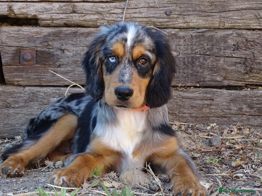 Cocker Spaniel Inglés perros en venta: Cocker merle  - Anuncio 2