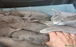 Azul Ruso gatos en venta: Cachorros azul ruso  en Cuenca - Imagen 9
