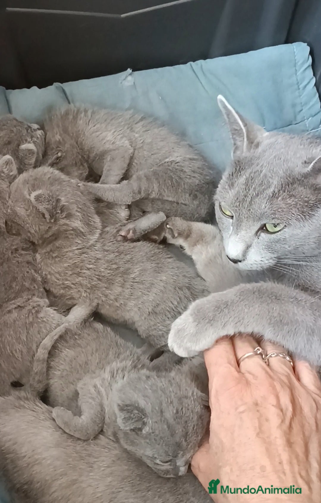Azul Ruso gatos en venta: Cachorros azul ruso  en Cuenca - Imagen 9