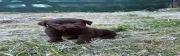 Pastor Belga Malinois perros en venta: Labrador retriever   - Anuncio 4