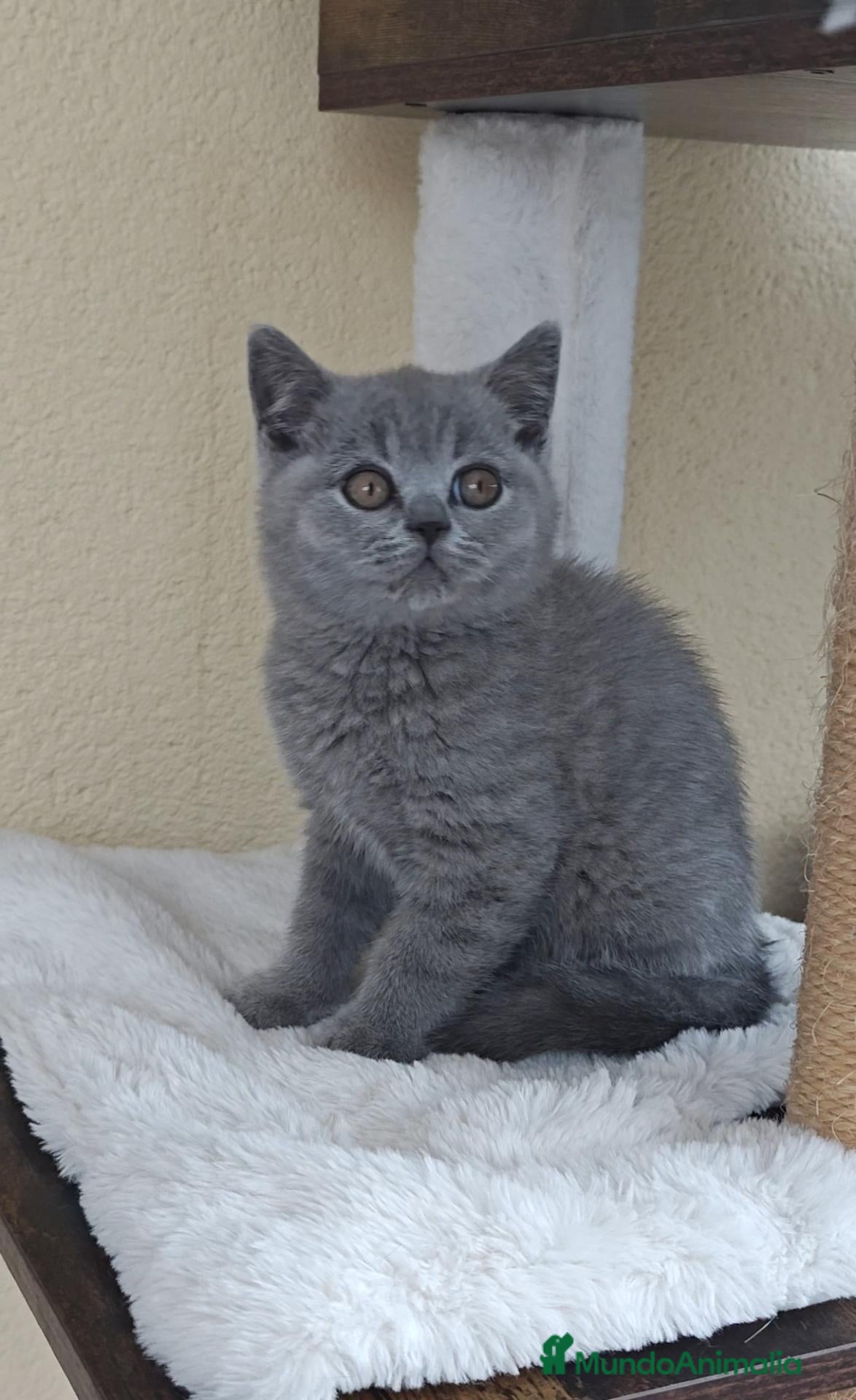 Británico de Pelo Corto Azul gatos Gatito British Shorthair  - Anuncio 1