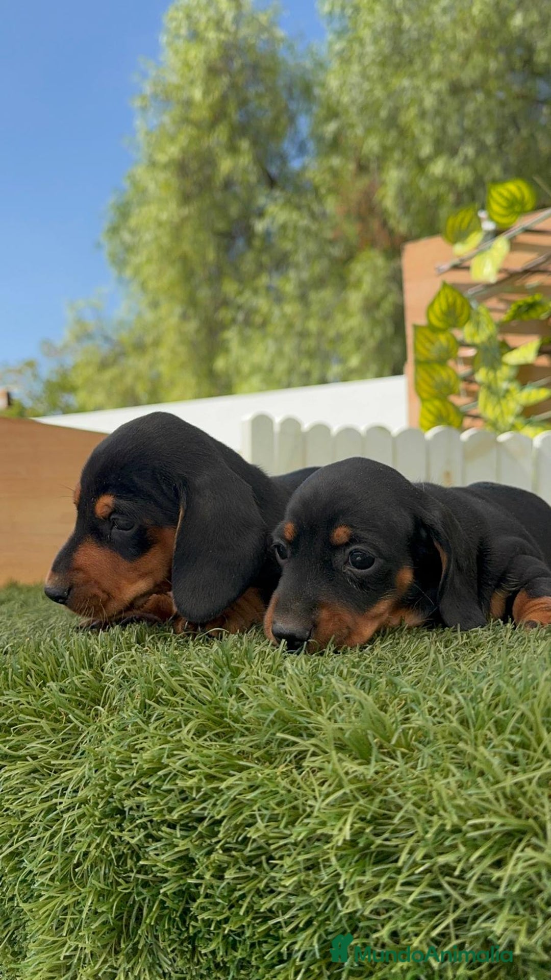 Teckel Miniatura perros en venta: TECKEL MINIATURA - Imagen 6