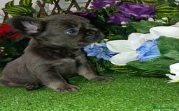 Bulldog Francés perros en venta: Bulldog fluffys y Big rope  - Imagen 1