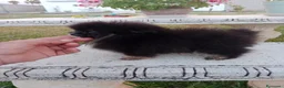 Pomerania perros en venta: Pomerañia  toy  - Anuncio 5