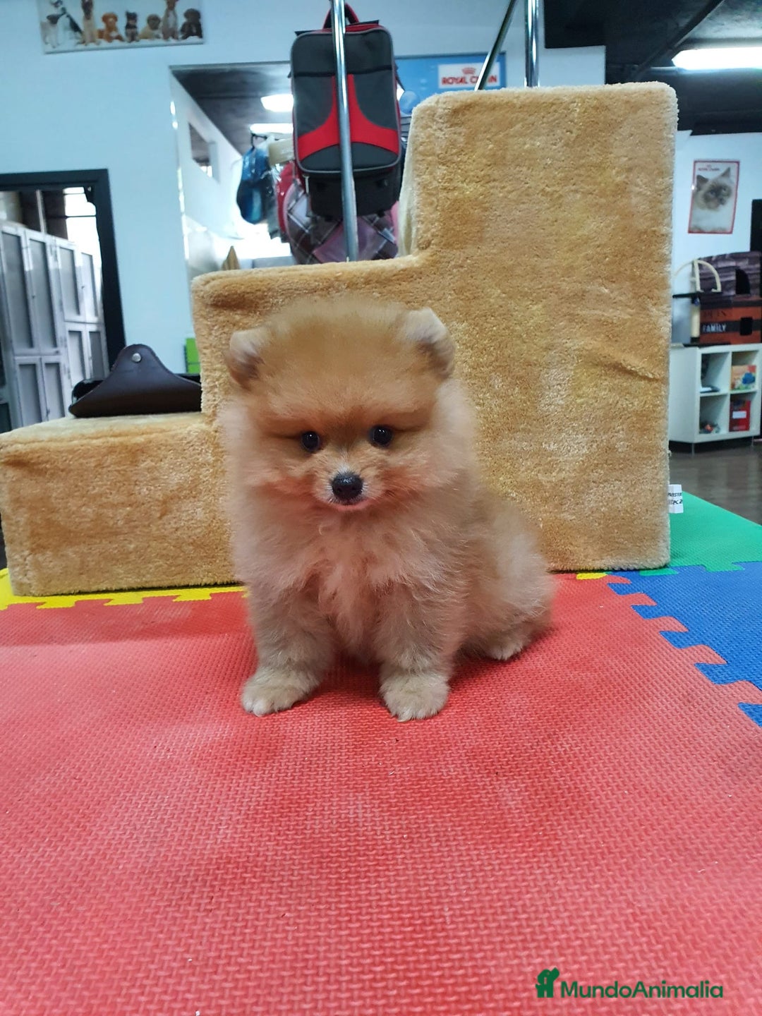 Pomerania perros en venta: Pomerania mini  - Imagen 4