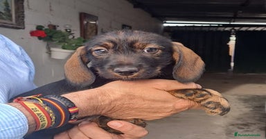 Teckel perros - Anuncio 3