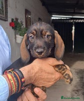 Teckel perros - Anuncio 6