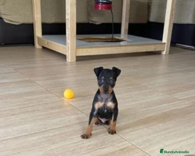 Pinscher Miniatura perros Pincher miniatura en Badajoz - Anuncio 33