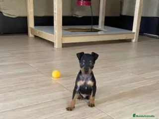 Pinscher Miniatura perros Pincher miniatura en Badajoz - Anuncio 42