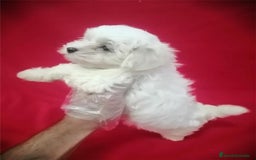 Bichón Maltés perros en venta: Bichon Maltés Americano  - Imagen 2