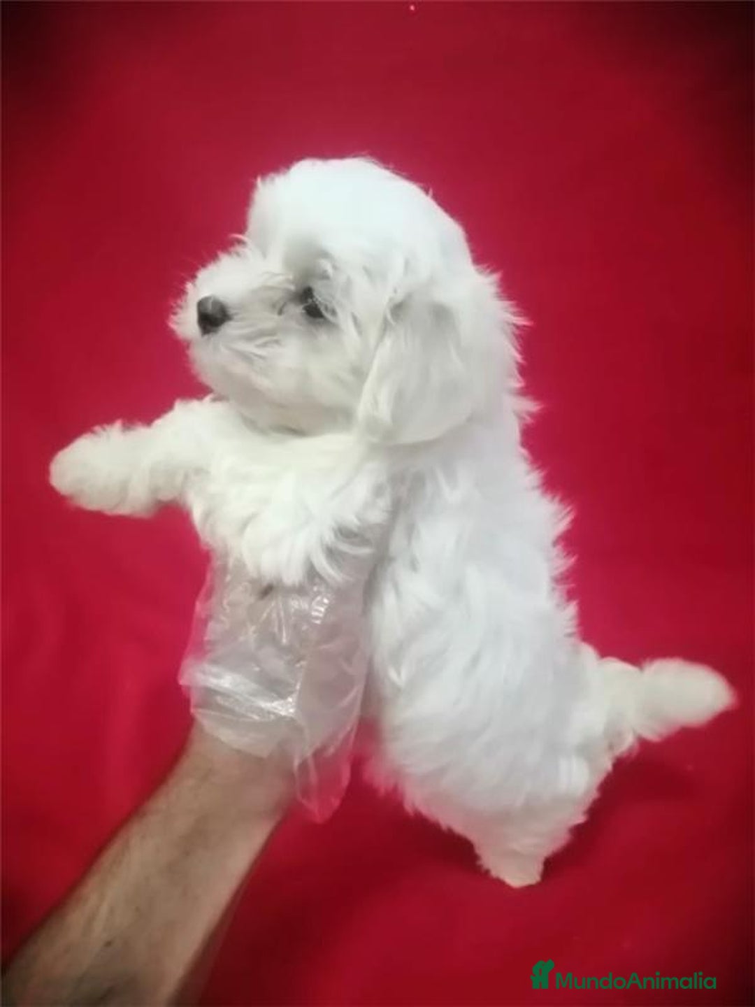 Bichón Maltés perros en venta: Bichon Maltés Americano  - Imagen 2