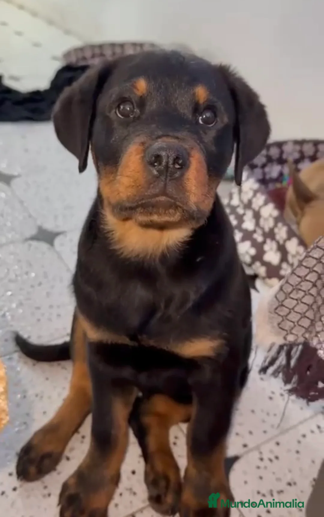 Rottweiler perros en venta: Hembra de rotweiller 3 meses - Anuncio 1