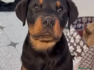 Rottweiler perros Hembra de rotweiller 3 meses - Anuncio 3