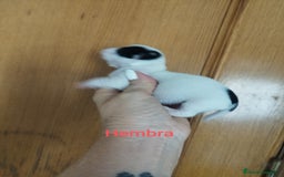 Chihuahua perros en venta: CHIHUAHUAS TOYS CALIDAD Y SELECCIÓN  - Imagen 8