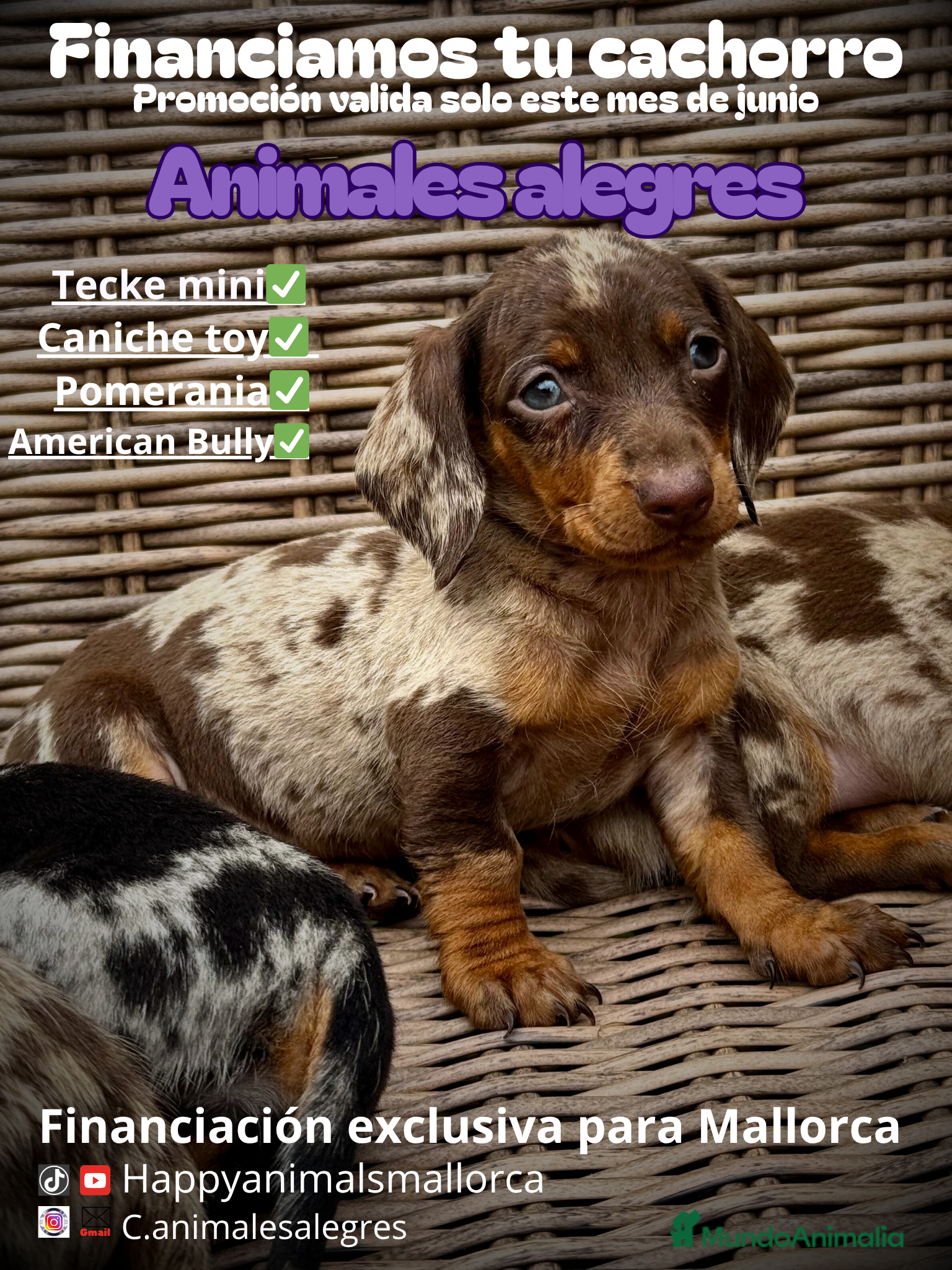 Caniche Toy perros Promoción junio  - Anuncio 34