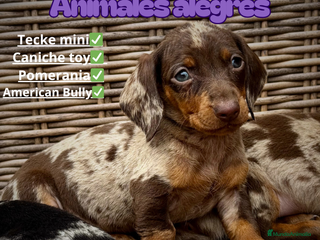 Caniche Toy perros - Anuncio 3