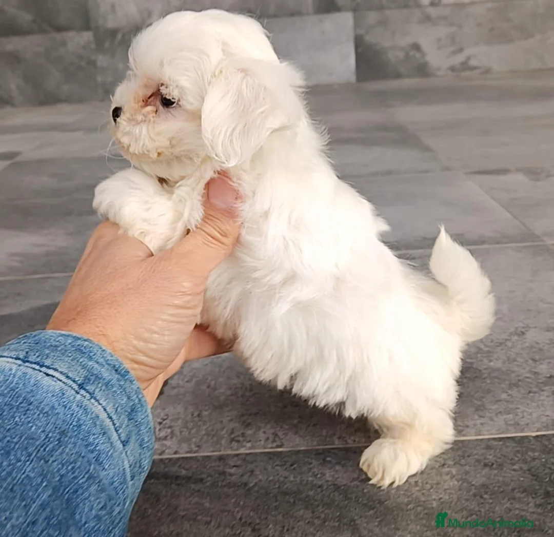Bichón Maltés perros en venta: Bichon Maltés  - Anuncio 7
