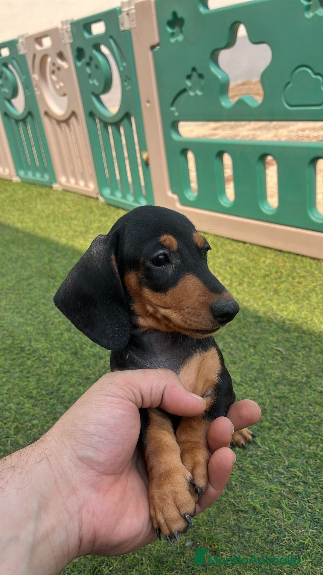 Teckel Miniatura perros en venta: Teckel kaninchen  - Imagen 3
