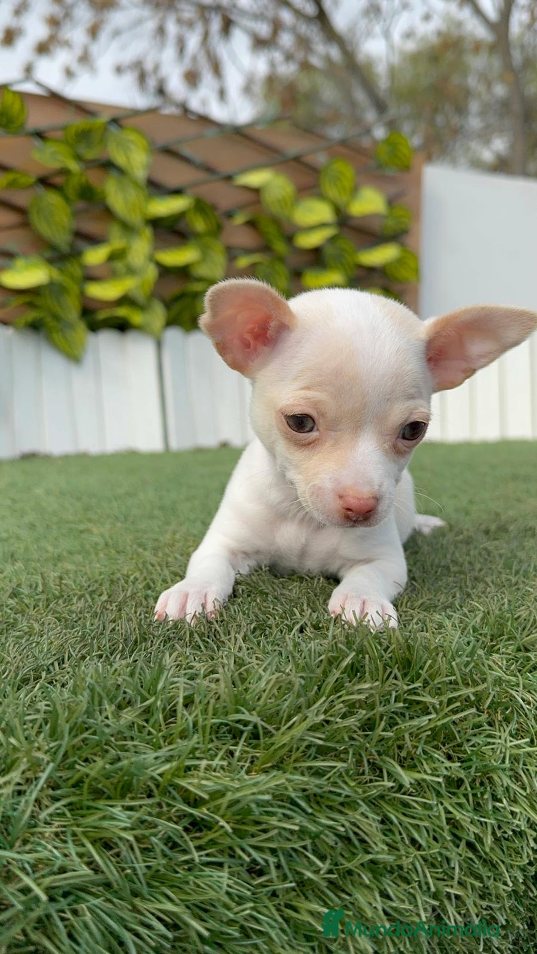 Chihuahua perros en venta: CHIHUAHUA MACHO - Anuncio 3