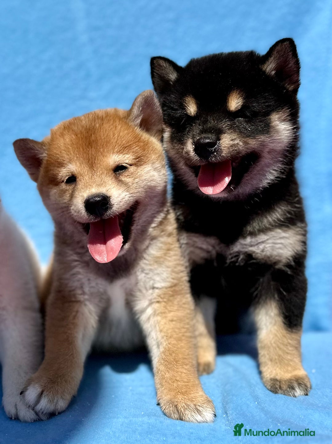 Shiba Inu perros en venta: CAMADA DE SHIBA INU EXCEPCIONAL  - Imagen 5