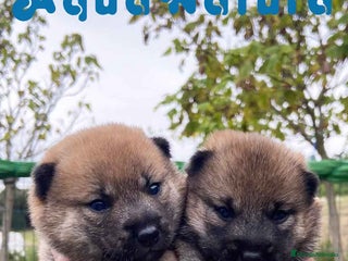 Shiba Inu perros en Barcelona - Anuncio 18