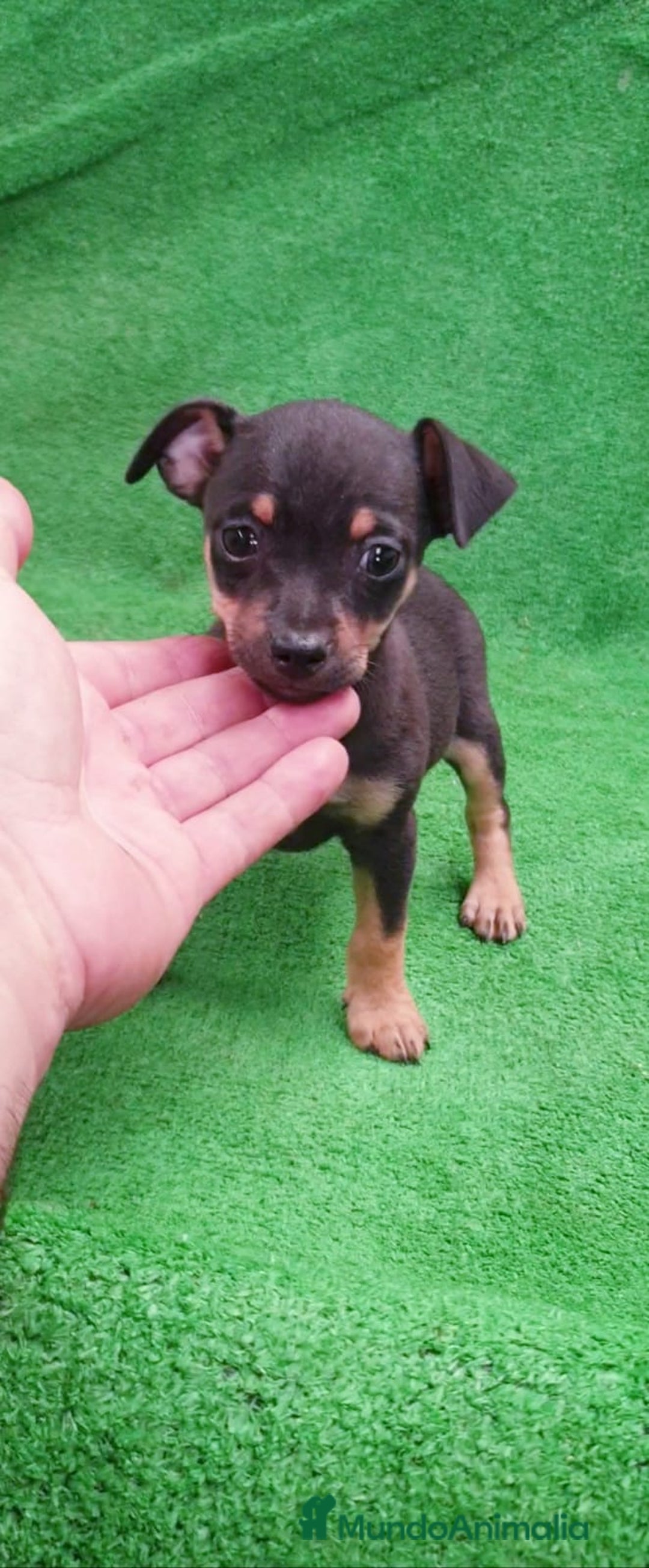 Pinscher Miniatura perros en venta: # Pincher Miniatura # - Anuncio 2