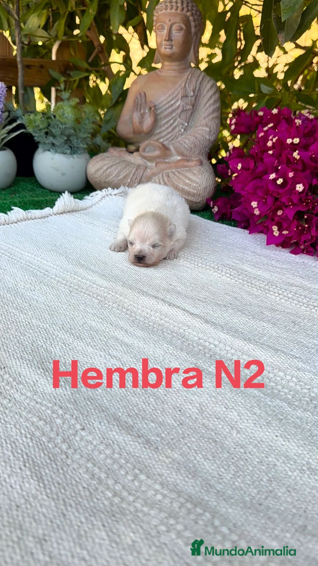 Pomerania perros en venta: Lulu de pomerania Toy blancos preciosos  - Anuncio 2