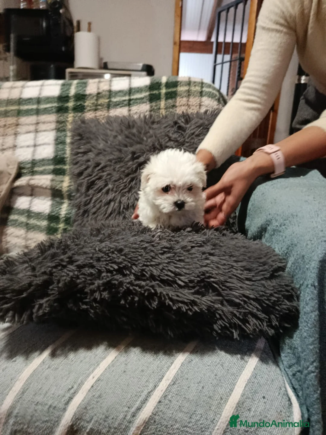 Bichón Maltés perros en venta: Bichón maltés  - Anuncio 3