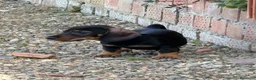 Teckel perros en venta: Macho St de Pelo Duro  - Anuncio 6